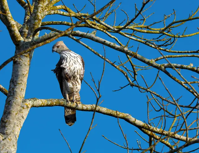 Birding in Kaziranga Birding in Kaziranga